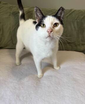 Domino sweetest boy -  American Shorthair Cat for Adoption in Metairie, Louisiana - Domino Sweetest Boy | PetCurious