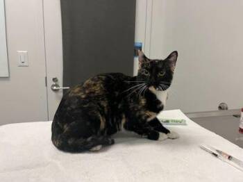 Vanishing Under The Bridge -  Domestic Short Hair Cat for Adoption in Kansas City, Missouri - Vanishing Under The Bridge | PetCurious