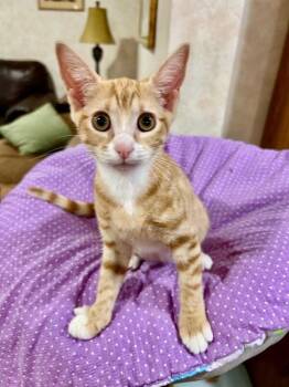 DJ -  Domestic Short Hair Cat for Adoption in North Babylon, New York - DJ | PetCurious