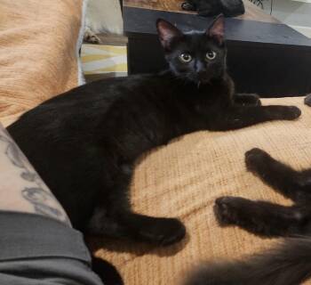 Sake -  Domestic Short Hair Cat for Adoption in Phoenix, Arizona - Sake | PetCurious
