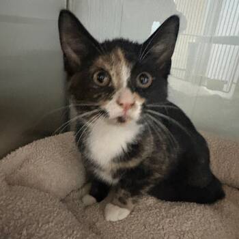 Rescue Domestic Short Hair Cats for Adoption in Glenwood, Minnesota - Clara | PetCurious