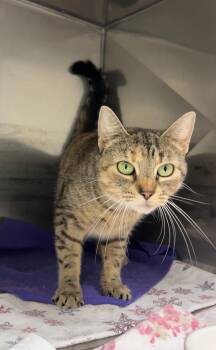 Rescue Domestic Short Hair Cats for Adoption in Montville, New Jersey - Slurpee | PetCurious