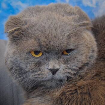 Yumo -  Scottish Fold Cat for Adoption in Huntley, Illinois - Yumo | PetCurious