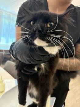 Glenn -  Domestic Medium Hair and Domestic Short Hair Cat for Adoption in Palm Coast, Florida - Glenn | PetCurious
