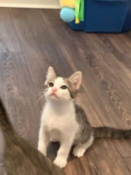 Rudy -  Tabby Cat for Adoption in San Antonio, Texas - Rudy | PetCurious