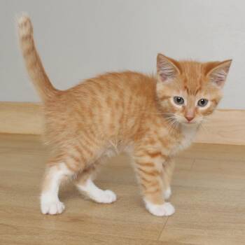 Domestic Short Hair Cats Available for Adoption in Minnetonka, Minnesota - Curly Fries C69548 | PetCurious