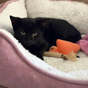 Puki -  Domestic Short Hair Cat for Adoption in Tampa, Florida - Puki | PetCurious
