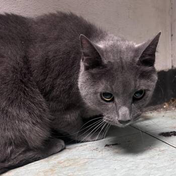 Coal -  Domestic Short Hair Cat for Adoption in Philadelphia, Pennsylvania - Coal | PetCurious