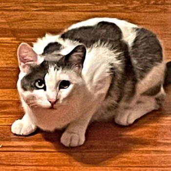 Rescue Domestic Short Hair Cats for Adoption in Rutherfordton, North Carolina - Max | PetCurious