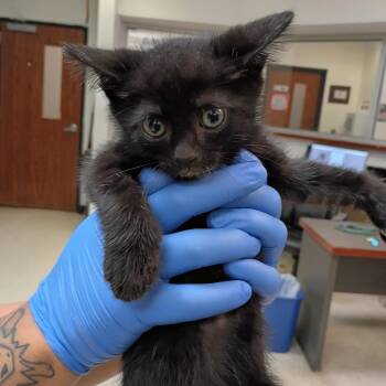 Cardiologist -  Domestic Short Hair Cat for Adoption in Columbus, Georgia - Cardiologist | PetCurious