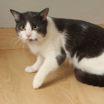 Rescue Domestic Short Hair Cats for Adoption in Minnetonka, Minnesota - Flocker C66906 | PetCurious