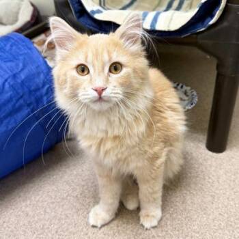 Shortbread -  Domestic Medium Hair and Mixed Breed Cat for Adoption in Oshkosh, Wisconsin - Shortbread | PetCurious
