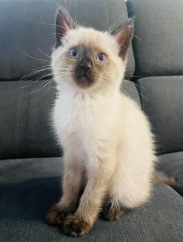 Siamese Cats Available for Adoption in Fremont, California - Zeke | PetCurious