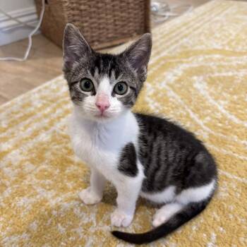 Miny Moe -  Domestic Short Hair Cat for Adoption in Grantsville, Utah - Miny Moe | PetCurious