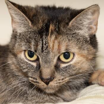 Harlequin -  Domestic Short Hair Cat for Adoption in Victor, New York - Harlequin | PetCurious