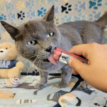 Rosco P Coltrane -  Domestic Short Hair Cat for Adoption in Austin, Texas - Rosco P Coltrane | PetCurious