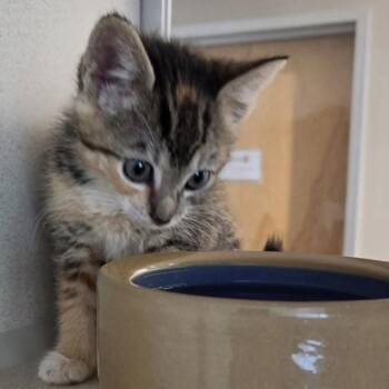Domestic Short Hair Cats Available for Adoption in Oakland, California - Biscayne | PetCurious