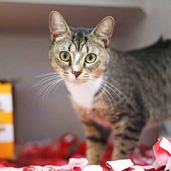 Betsy -  Domestic Short Hair Cat for Adoption in Atlanta, Georgia - Betsy | PetCurious