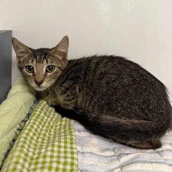 Ant -  Domestic Short Hair Cat for Adoption in West Palm Beach, Florida - Ant | PetCurious