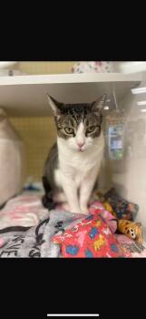 Rescue American Shorthair Cats for Adoption in New York, New York - Munchkin | PetCurious