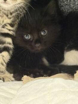Thai Chili -  Domestic Short Hair Cat for Adoption in Daytona Beach, Florida - Thai Chili | PetCurious