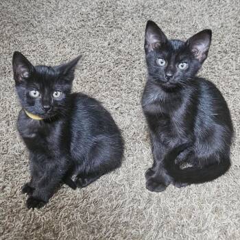 Flat--In Foster -  Domestic Short Hair Cat for Adoption in Fargo, North Dakota - Flat--In Foster | PetCurious
