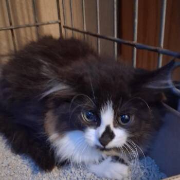 Karen -  Domestic Long Hair Cat for Adoption in Marion, Illinois - Karen | PetCurious