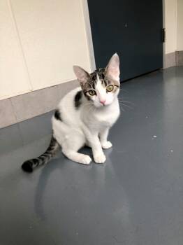 Rescue Domestic Short Hair Cats for Adoption in Lodi, California - Ash | PetCurious