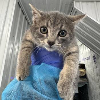 Domestic Short Hair Cats Available for Adoption - Pepper | PetCurious