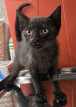 Yang -  Domestic Short Hair Cat for Adoption in Fresno, California - Yang | PetCurious