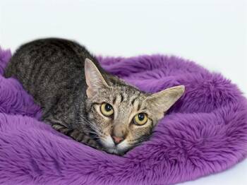 RUFFLES -  Domestic Short Hair Cat for Adoption in Fort Lauderdale, Florida - RUFFLES | PetCurious