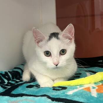 Rescue Domestic Short Hair Cats for Adoption in Peconic, New York - Cider Donut | PetCurious