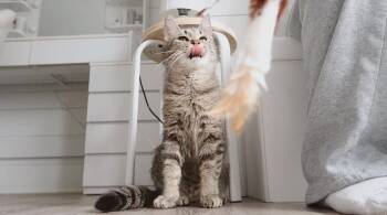 Cecilia -  Domestic Short Hair Cat for Adoption in Olean, New York - Cecilia | PetCurious