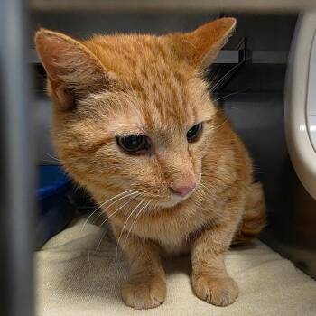 Gustavo -  Domestic Short Hair Cat Available for Adoption in Bristol, Indiana - Gustavo | PetCurious