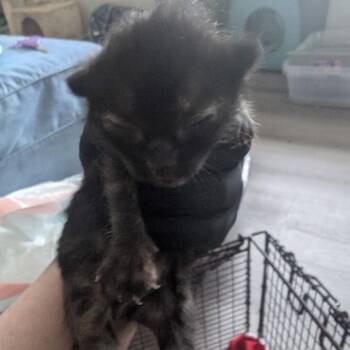 Domestic Short Hair Cats Available for Adoption in Long Beach, California - Pepper | PetCurious