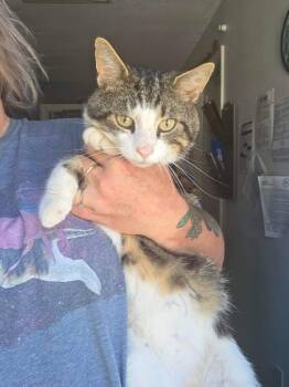 Raisin -  Domestic Short Hair Cat Available for Adoption in Olney, Illinois - Raisin | PetCurious