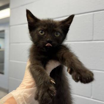 Sunlight -  Domestic Short Hair Cat for Adoption in Martinsville, Virginia - Sunlight | PetCurious