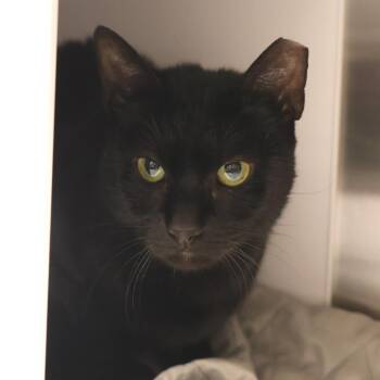 Domestic Short Hair Cats Available for Adoption in Briarcliff Manor, New York - Bella Luna | PetCurious