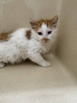 Jasmine -  Domestic Medium Hair and Domestic Short Hair Cat for Adoption in Pequot Lakes, Minnesota - Jasmine | PetCurious