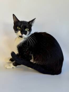 Rescue Domestic Short Hair Cats for Adoption in Evansville, Indiana - Azul | PetCurious
