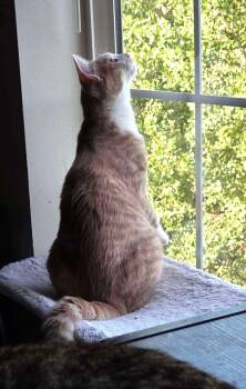 Rescue Domestic Short Hair Cats for Adoption in Sioux Falls, South Dakota - Wilma | PetCurious