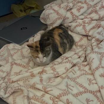 American Shorthair Cats Available for Adoption - Found Elmore | PetCurious