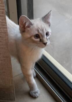 Butter - A Gentle, Shy Beauty Who Loves Her Siblings -  Siamese Cat for Adoption in Prescott, Arizona - Butter - A Gentle, Shy Beauty Who Loves Her Siblings | PetCurious
