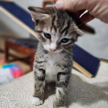 Edie C12167 -  Domestic Short Hair Cat for Adoption - Edie C12167 | PetCurious