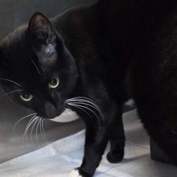 Radar -  Domestic Short Hair Cat Available for Adoption in Voorhees Township, New Jersey - Radar | PetCurious