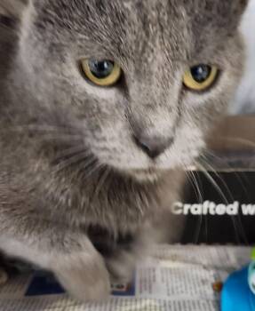 Domestic Short Hair Cats Available for Adoption - Love Bug | PetCurious