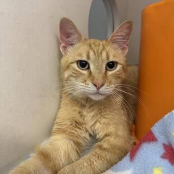Domestic Short Hair Cats Available for Adoption in Janesville, Wisconsin - Chowder | PetCurious