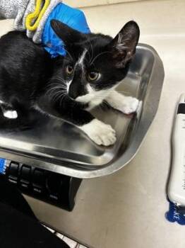 Alternator -  Domestic Short Hair Cat for Adoption in Wichita, Kansas - Alternator | PetCurious