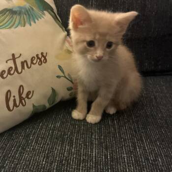 October -  Domestic Short Hair Cat for Adoption in Crown Point, Indiana - October | PetCurious