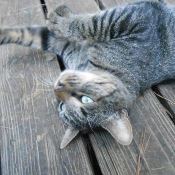 Rescue Domestic Short Hair Cats for Adoption in Mocksville, North Carolina - Scruffy | PetCurious